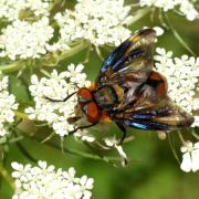 Phasia hemiptera (Fabricius, 1794) - Alophore hémiptère (mâle)