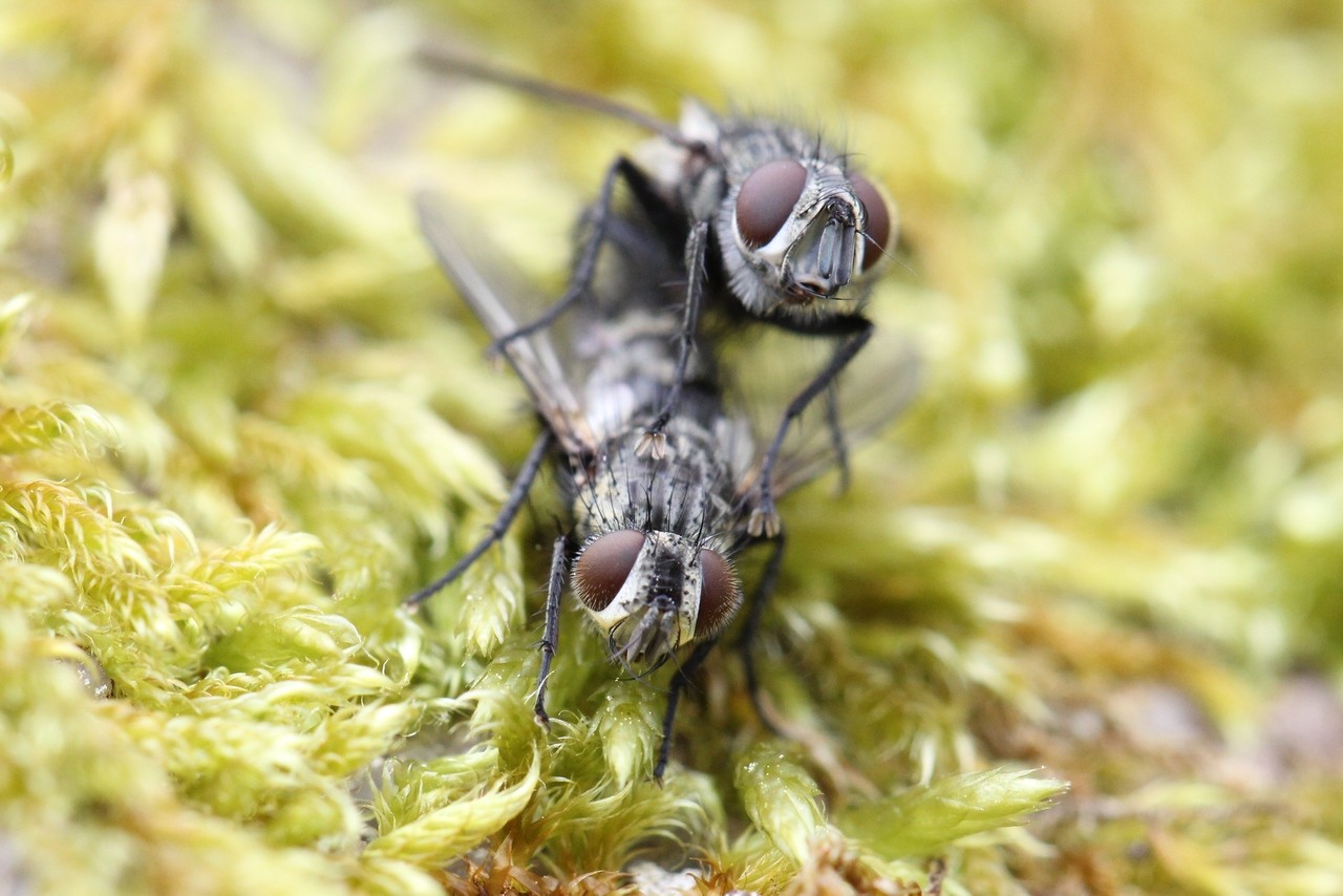 Phorocera obscura (Fallén, 1810)