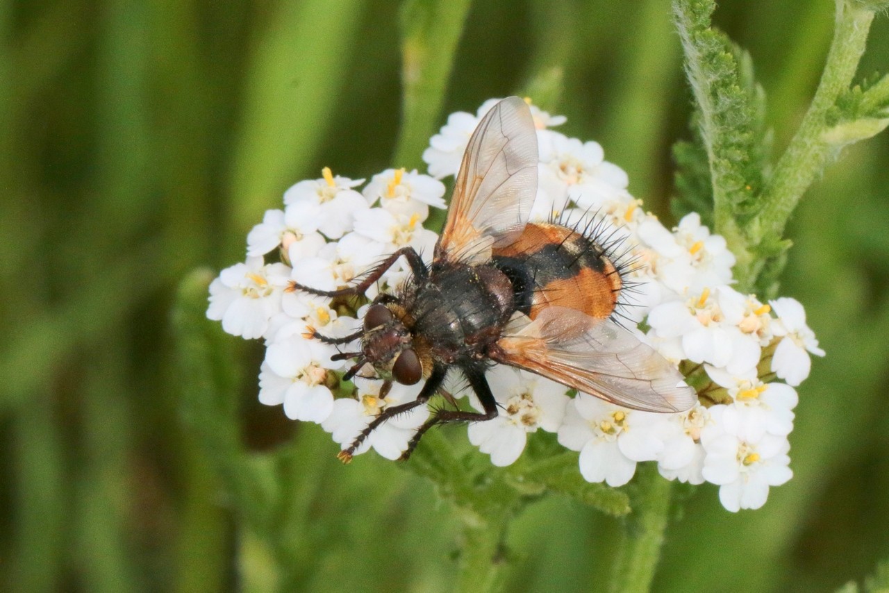 Phryxe magnicornis (Zetterstedt, 1838)