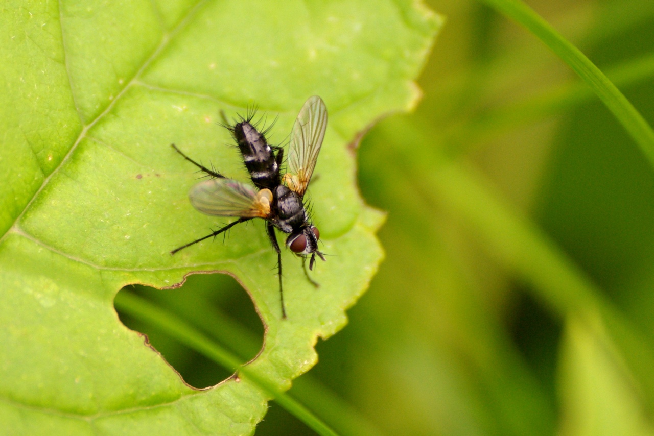 Phyllomya volvulus (Fabricius, 1794)