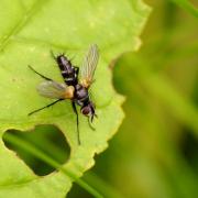 Phyllomya volvulus (Fabricius, 1794)