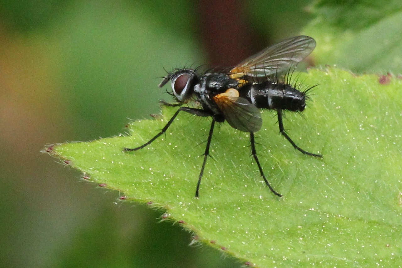 Phyllomya volvulus (Fabricius, 1794) 