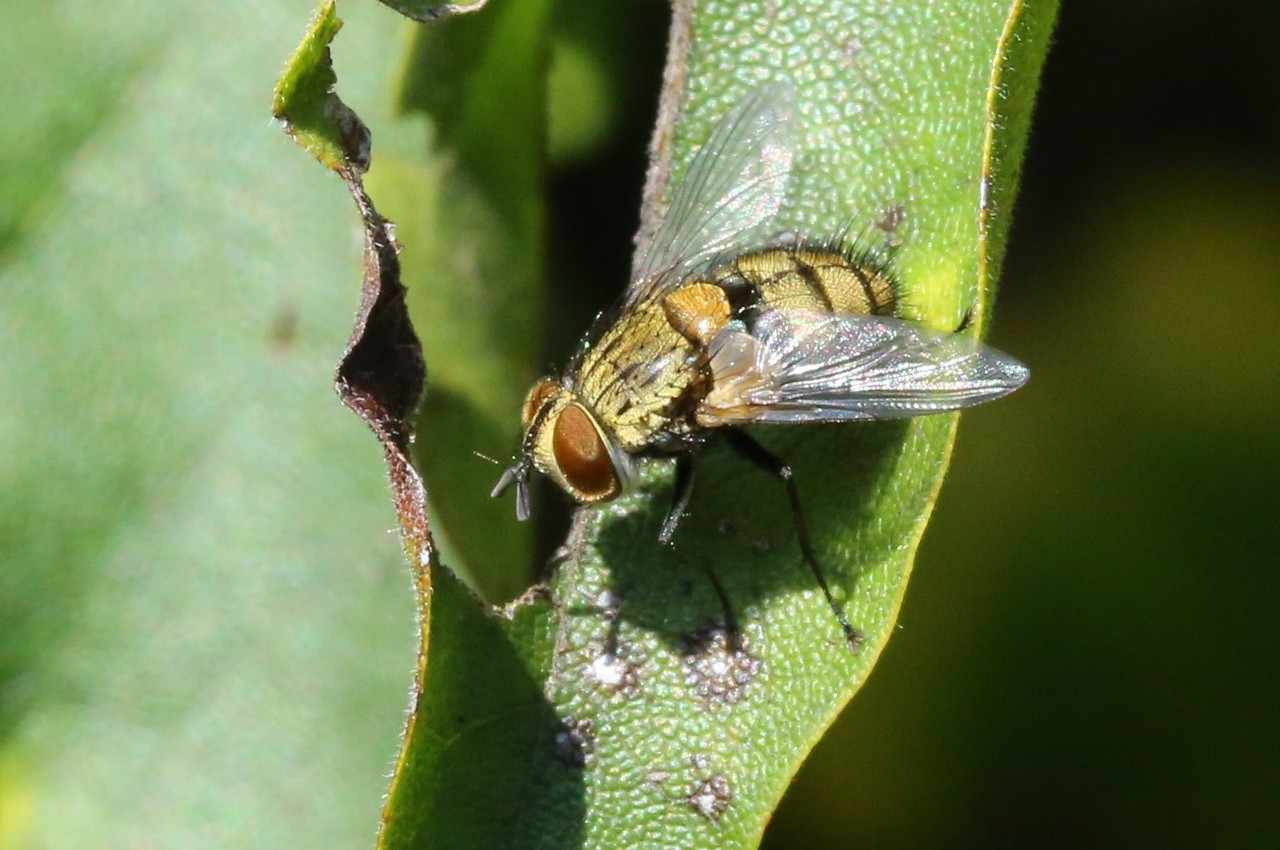 Senometopia sp (femelle)