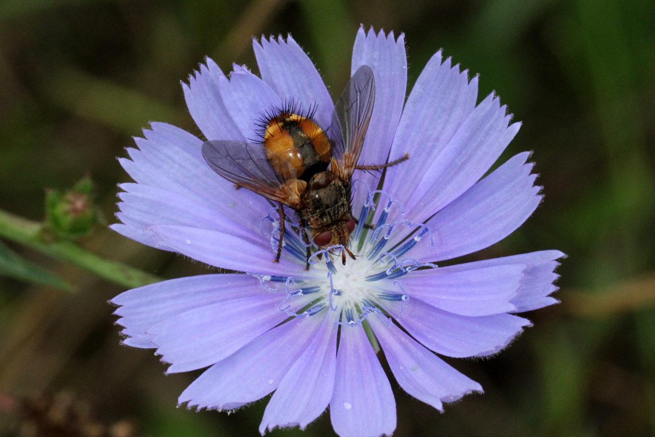 Tachina fera (Linnaeus, 1760) - Tachinaire sauvage