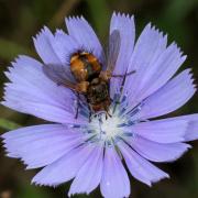 Tachina fera (Linnaeus, 1760) - Tachinaire sauvage