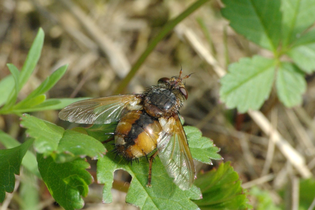 Tachina fera (Linnaeus, 1760) - Tachinaire sauvage (femelle)