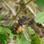 Tachina fera (Linnaeus, 1760) - Tachinaire sauvage (femelle)