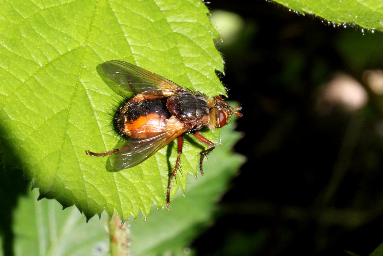 Tachina fera (Linnaeus, 1760) - Tachinaire sauvage