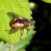 Tachina fera (Linnaeus, 1760) - Tachinaire sauvage