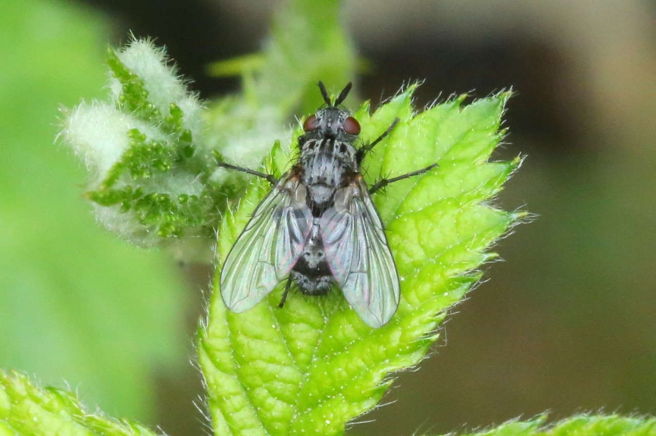 Triarthria setipennis (Fallén, 1810)