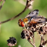 Ectophasia crassipennis (Fabricius, 1794) - Phasie crassipenne (mâle)