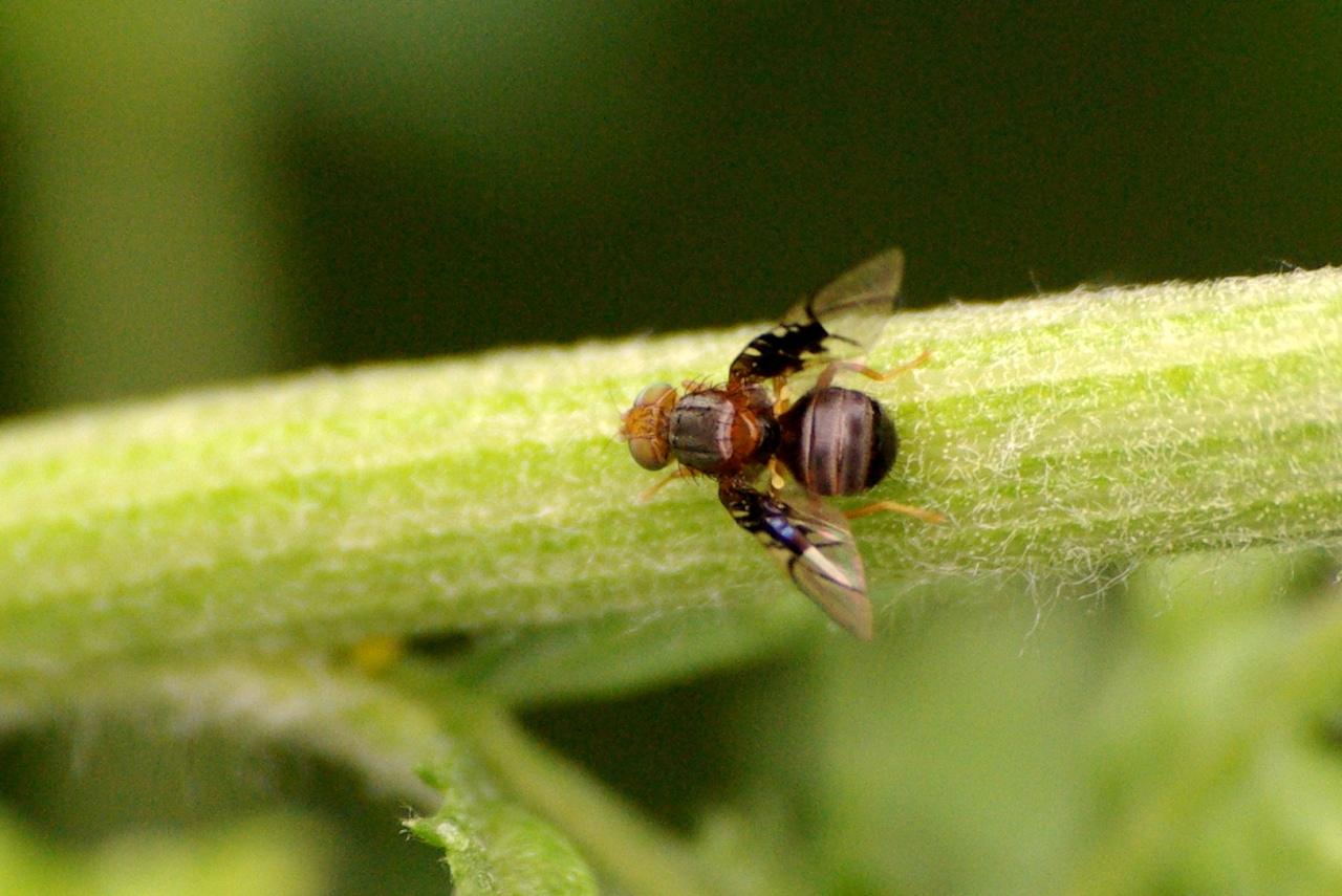 Anomoia purmunda (Harris, 1780)