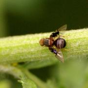 Anomoia purmunda (Harris, 1780)