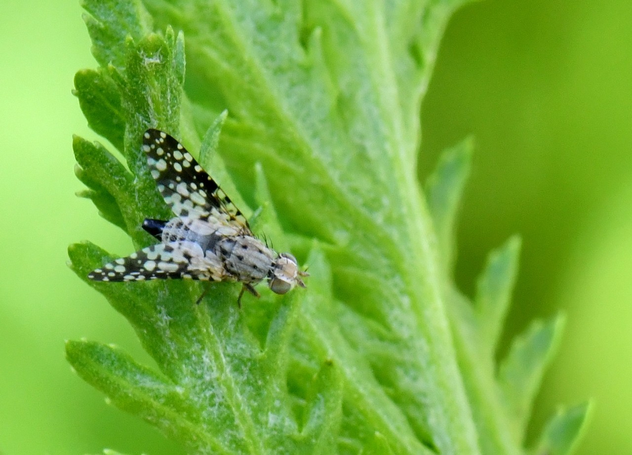 Campiglossa misella (Loew, 1869) (femelle)