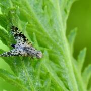 Campiglossa misella (Loew, 1869) (femelle)