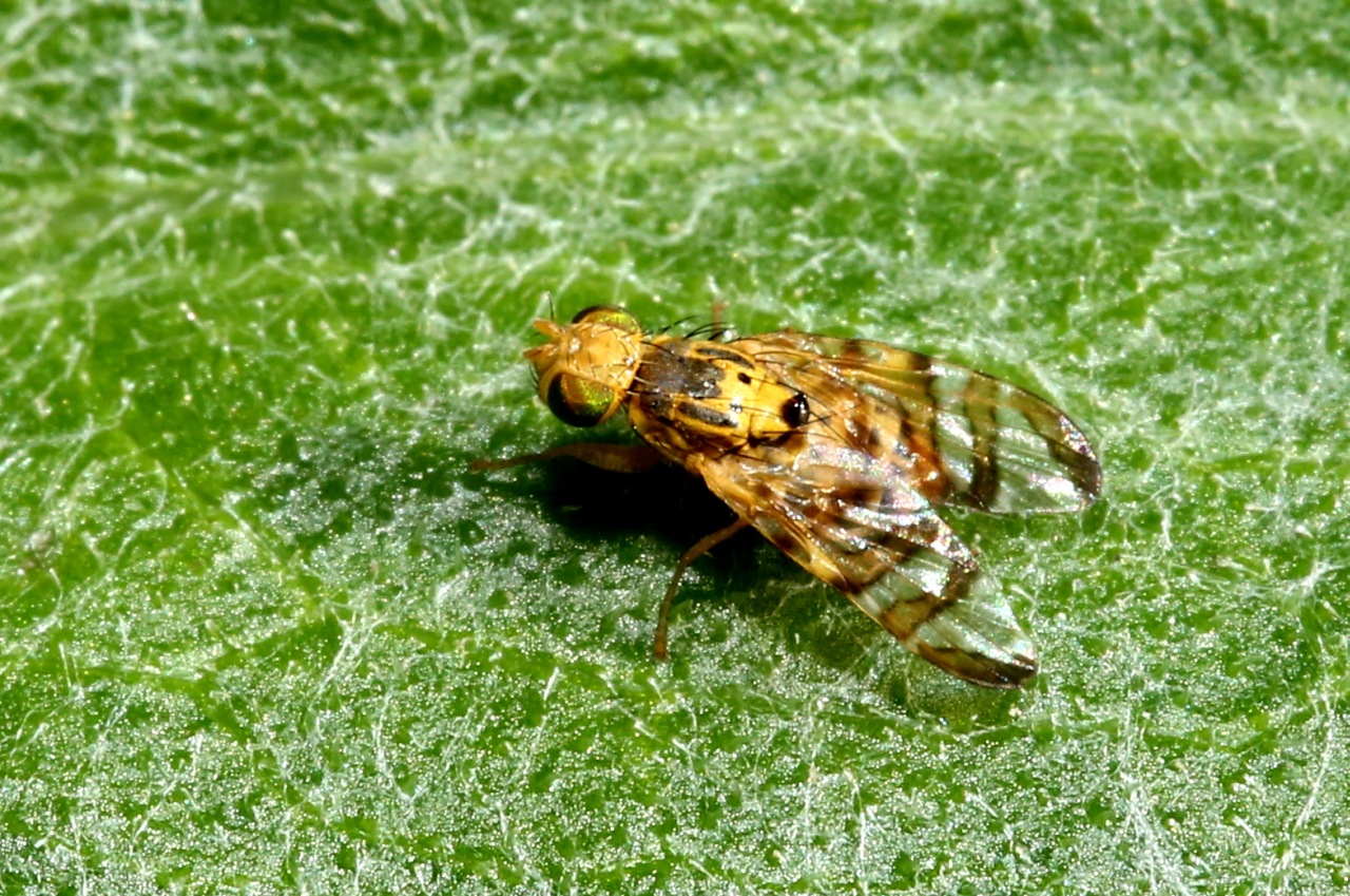 Chaetostomella cylindrica (Robineau-Desvoidy, 1830) (mâle)