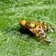 Chaetostomella cylindrica (Robineau-Desvoidy, 1830) (mâle)