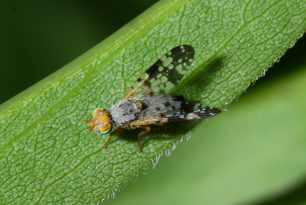 Oxyna flavipennis (Loew, 1844) - Oxyne des Achillées