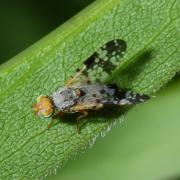 Oxyna flavipennis (Loew, 1844) - Oxyne des Achillées