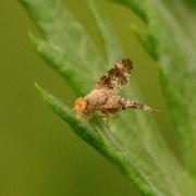Oxyna sp