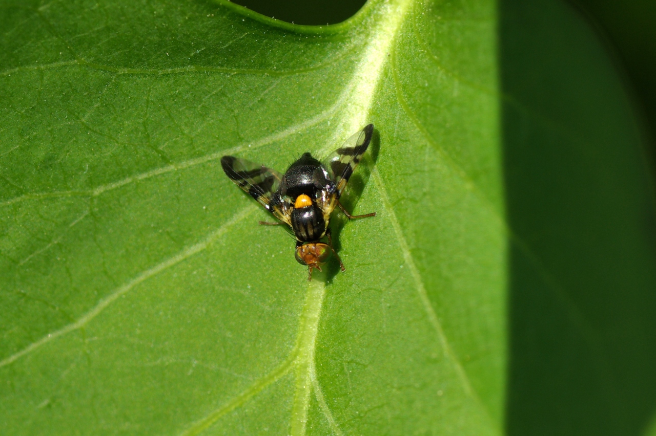 Rhagoletis cerasi (Linnaeus, 1758) - Mouche de la Cerise