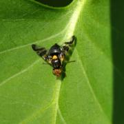 Rhagoletis cerasi (Linnaeus, 1758) - Mouche de la Cerise