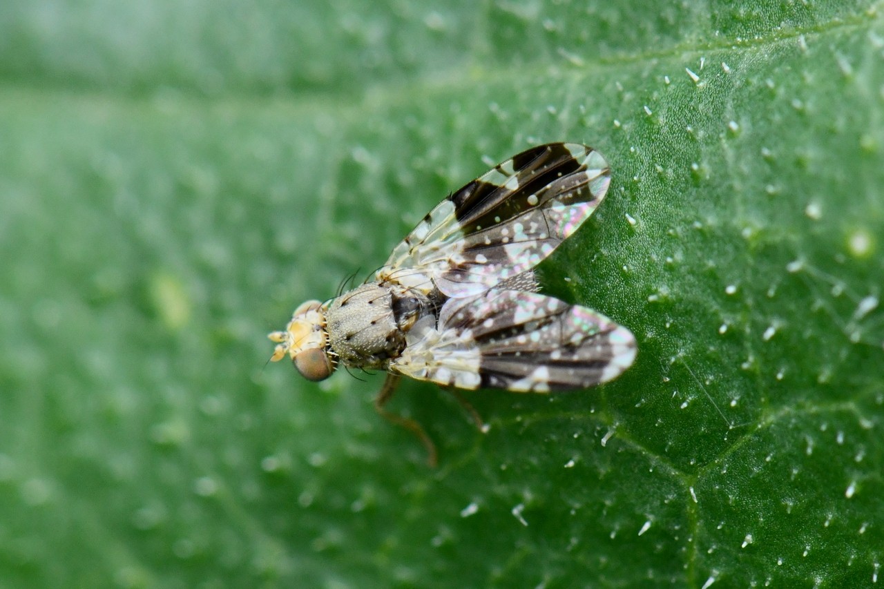 Tephritis formosa (Loew, 1844) 