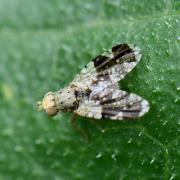 Tephritis formosa (Loew, 1844) 