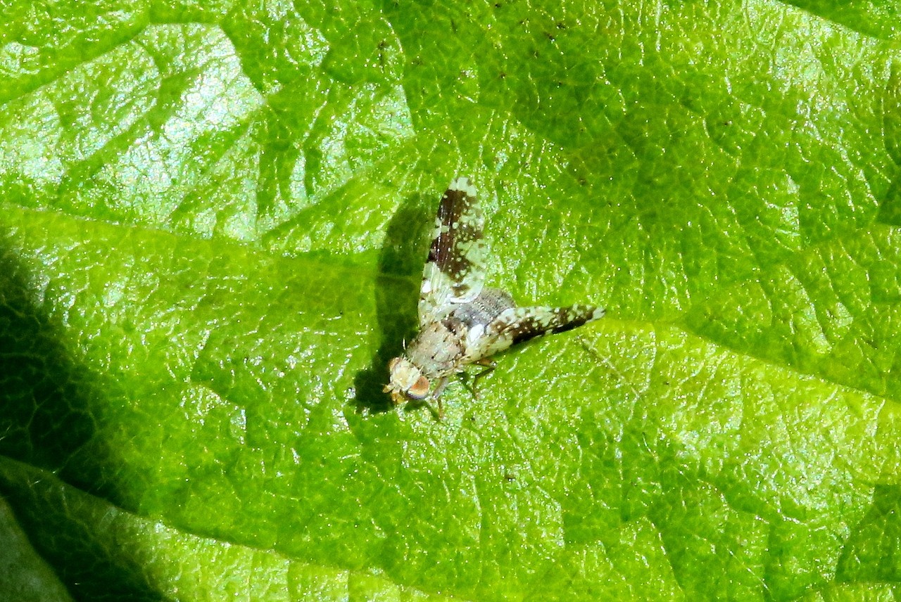 Tephritis formosa (Loew, 1844)