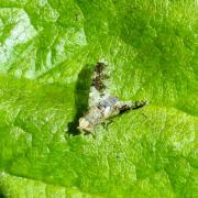 Tephritis formosa (Loew, 1844)