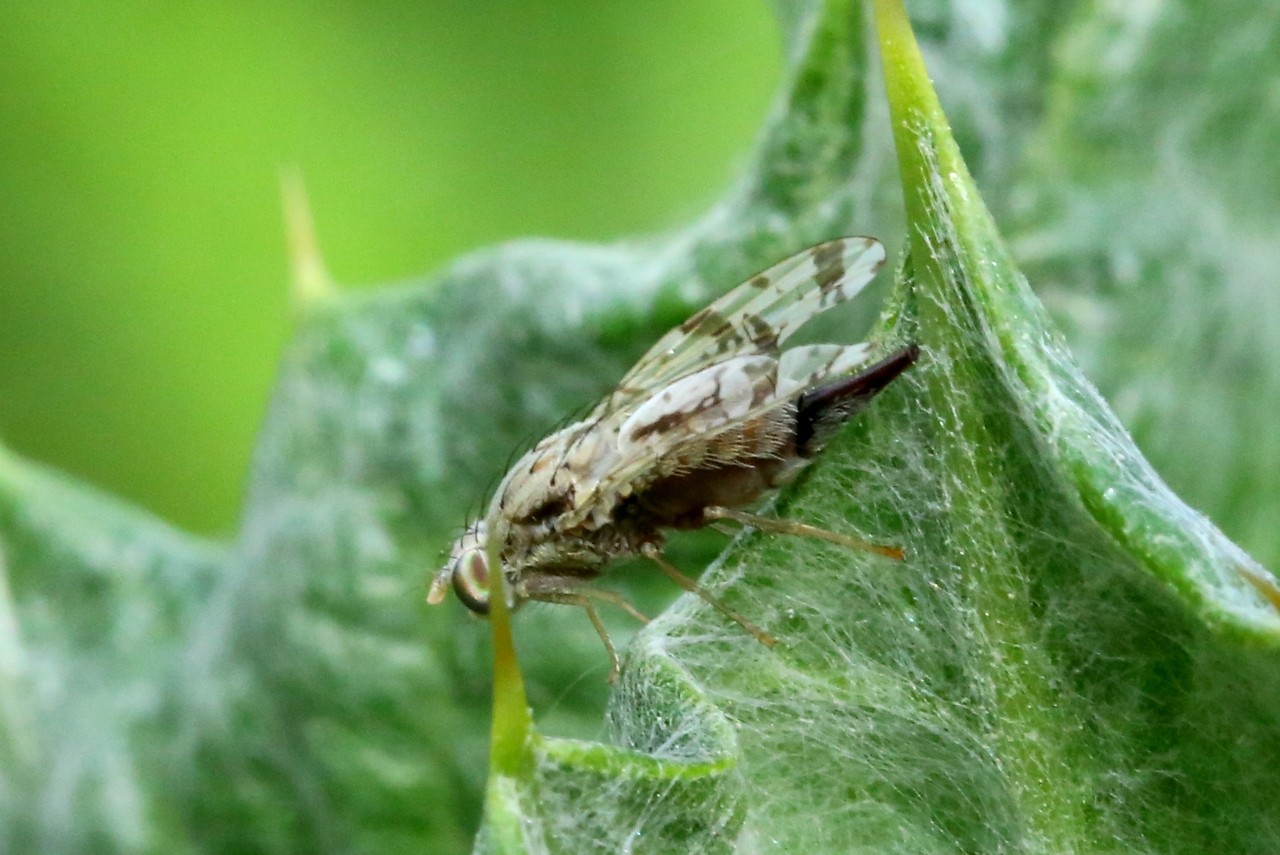 Tephritis postica (Loew, 1844) (femelle)