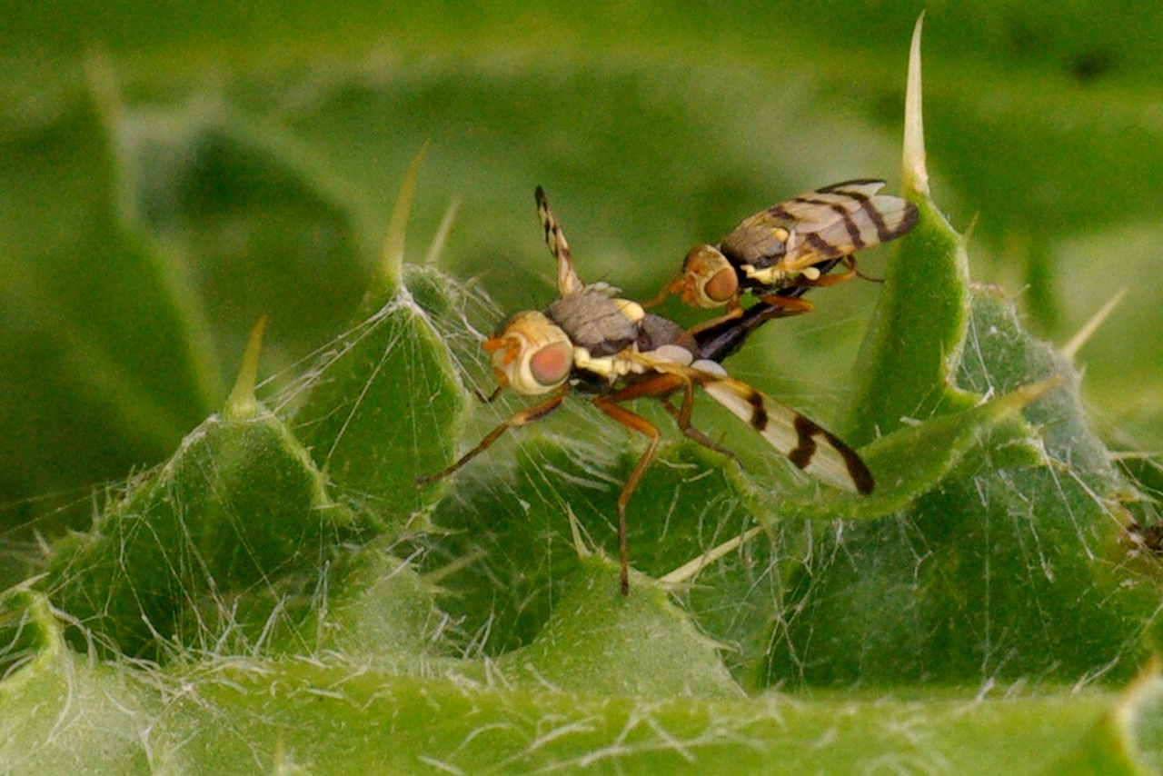 Urophora solstitialis (Linnaeus, 1758) - Mouche des Têtes du Chardon (accouplement)