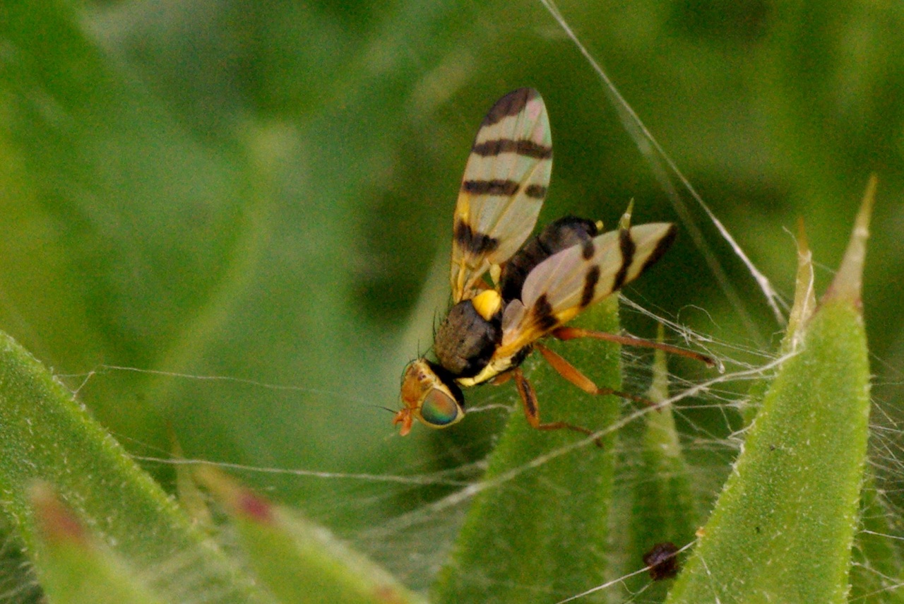 Urophora solstitialis (Linnaeus, 1758) - Mouche des Têtes du Chardon (mâle)