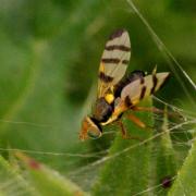 Urophora solstitialis (Linnaeus, 1758) - Mouche des Têtes du Chardon (mâle)