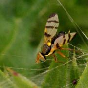 Urophora solstitialis (Linnaeus, 1758) - Mouche des Têtes du Chardon (mâle)