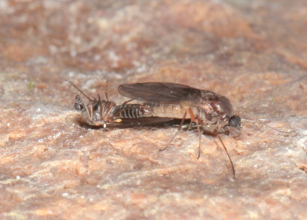 Thaumalea sp (accouplement)