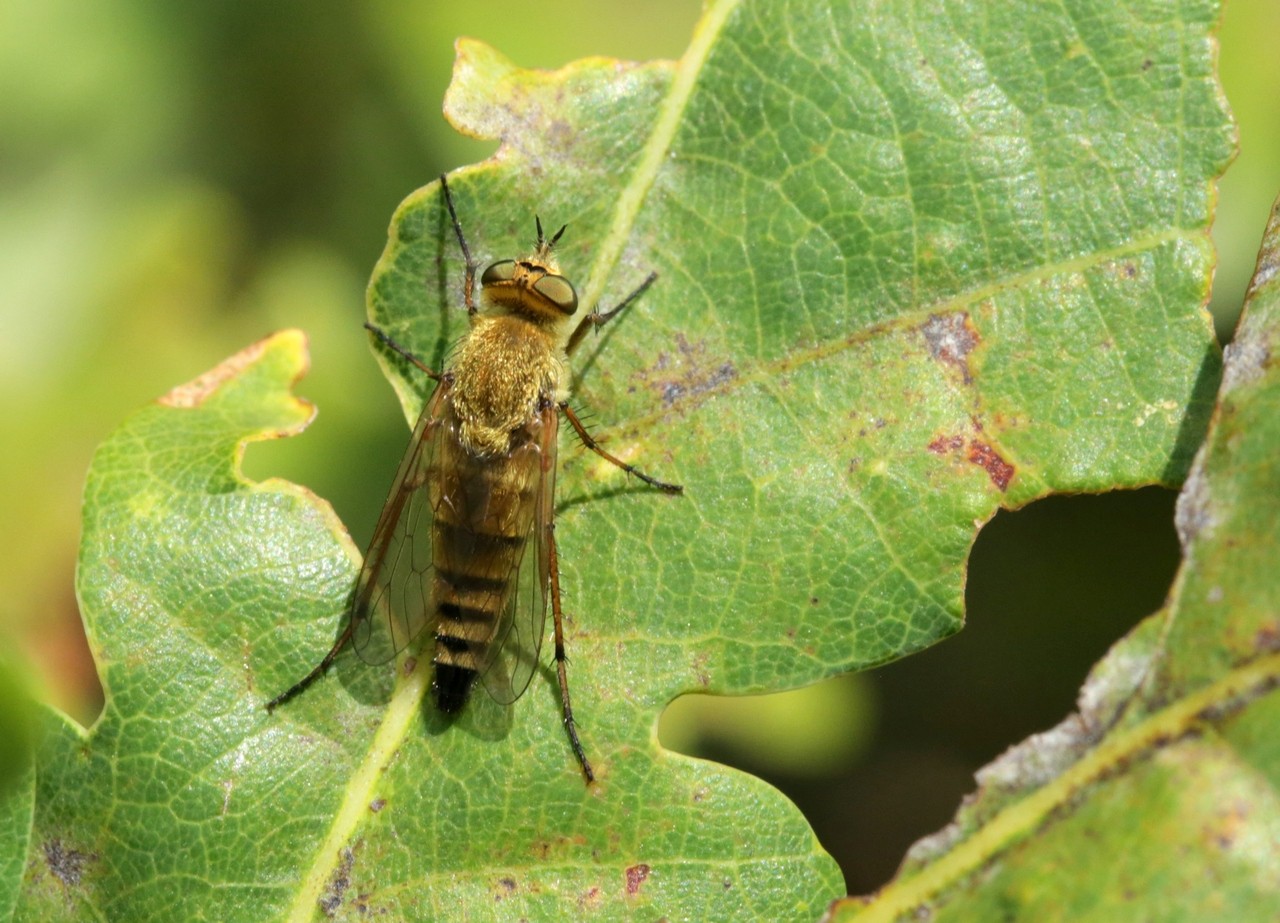 Thereva nobilitata (Fabricius, 1775) (femelle)