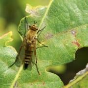 Thereva nobilitata (Fabricius, 1775) (femelle)