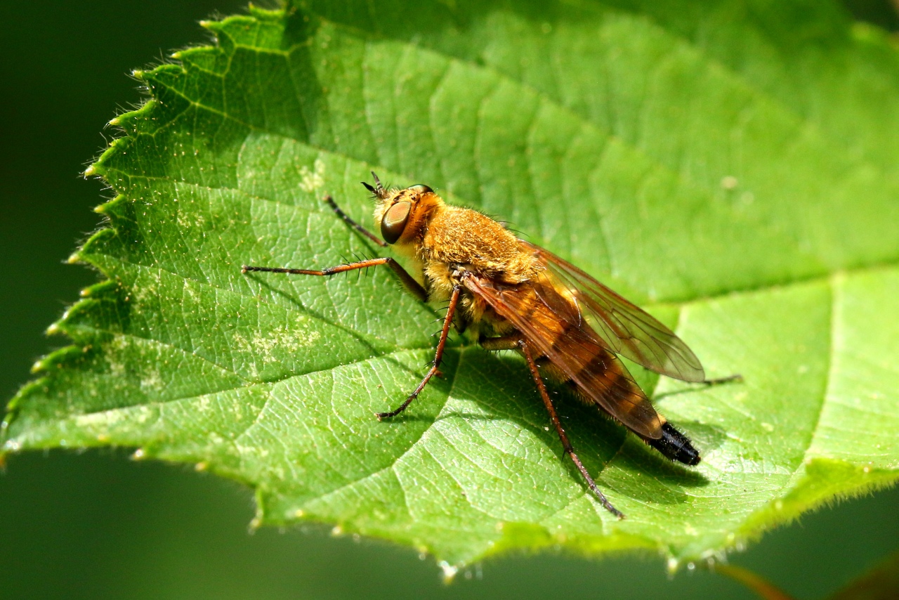 Thereva nobilitata (Fabricius, 1775) (femelle)