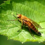 Thereva nobilitata (Fabricius, 1775) (femelle)