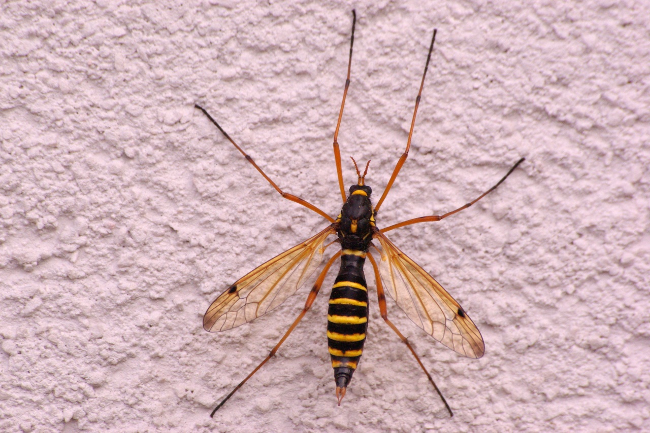 Ctenophora flaveolata (Fabricius, 1794) - Cténophore flavéolé (femelle)