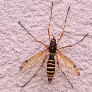 Ctenophora flaveolata (Fabricius, 1794) - Cténophore flavéolé (femelle)