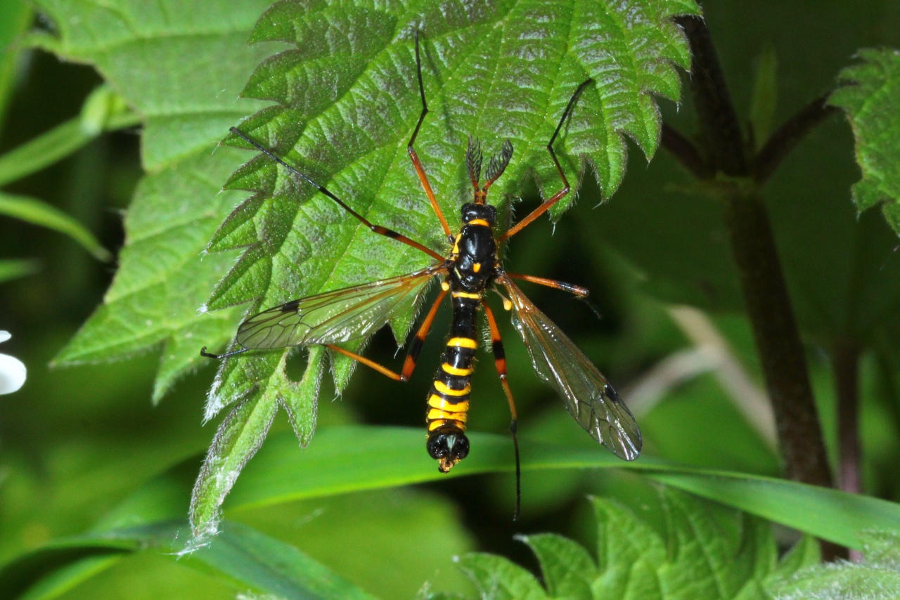 Ctenophora flaveolata (Fabricius, 1794) - Cténophore flavéolé (mâle)