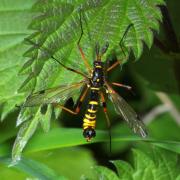 Ctenophora flaveolata (Fabricius, 1794) - Cténophore flavéolé (mâle)