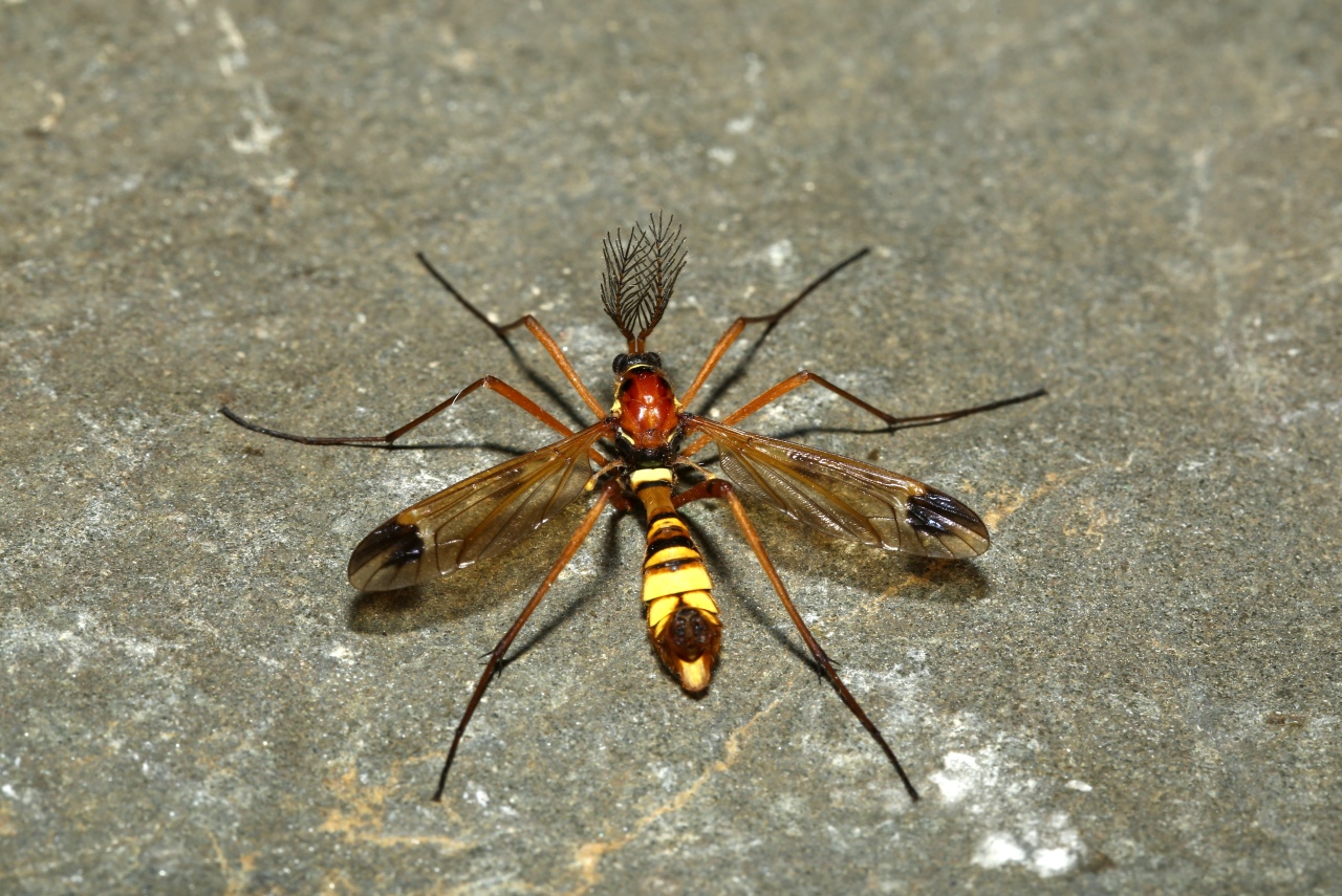 Ctenophora ornata Meigen, 1818 - Cténophore orné (mâle)