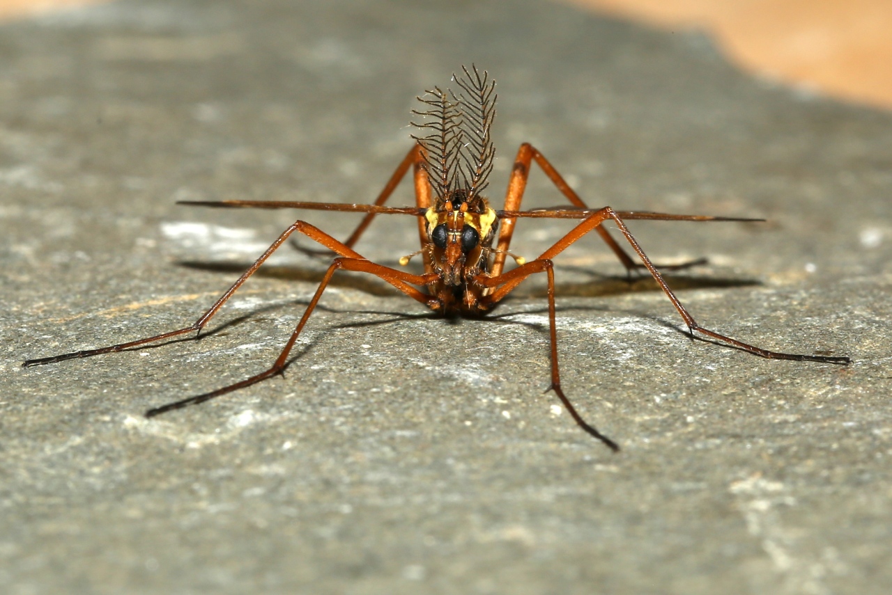 Ctenophora ornata Meigen, 1818 - Cténophore orné (mâle)