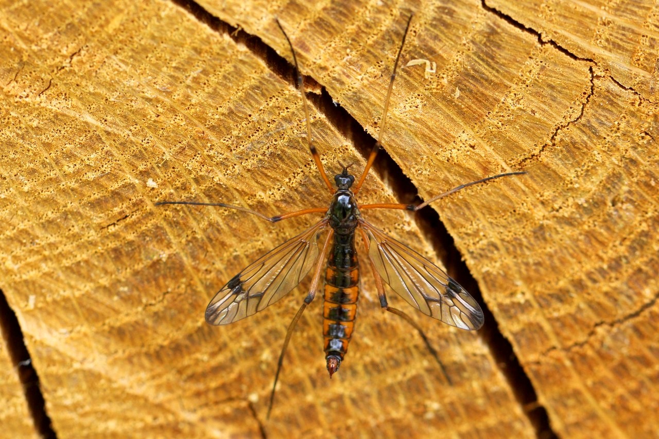 Dictenidia bimaculata (Linnaeus, 1760) (femelle)