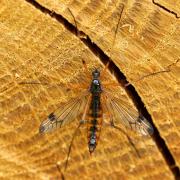 Dictenidia bimaculata (Linnaeus, 1760) (femelle)