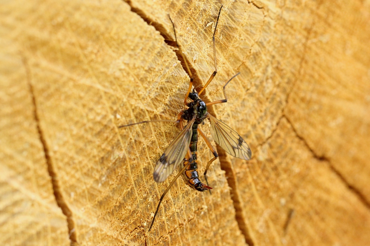 Dictenidia bimaculata (Linnaeus, 1760) (femelle)