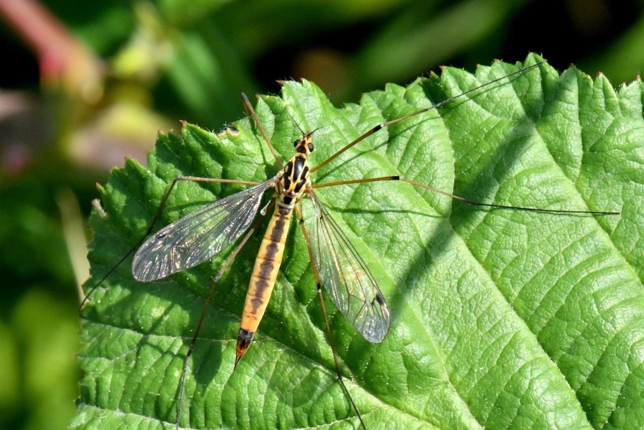 Nephrotoma cornicina (Linnaeus, 1758) (femelle) 